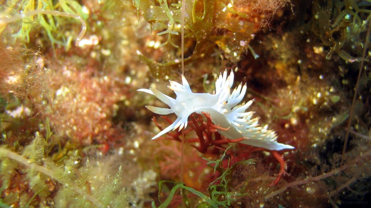 330 Flabelline blanche (Flabellina babai).jpg - Flabelline blanche (Flabellina babai) : Corps blanc translucide avec le bout des papilles dorsales jaunes